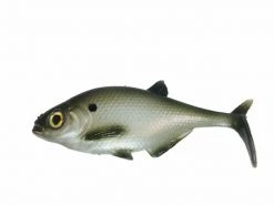 Baits Smash-Tech 7" Line-Thru Gizzard Shad 6 Baits Smash-Tech 7