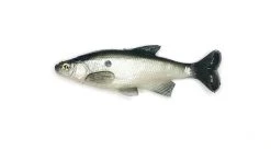 Baits Smash-Tech 6" Weedless Shiner 7 Baits Smash-Tech 6